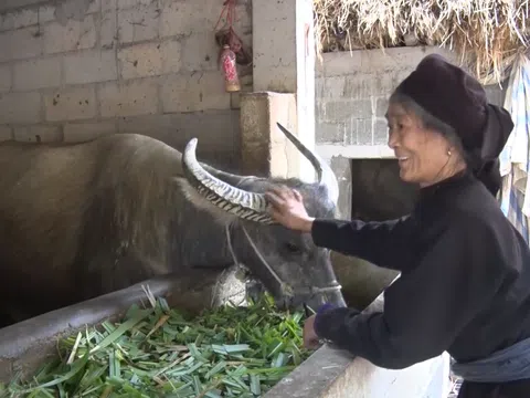 Hà Giang phòng, chống đói, rét mùa đông cho đàn vật nuôi