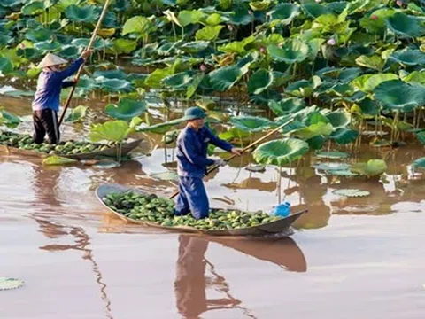 Hiệu quả kinh tế từ mô hình trồng sen