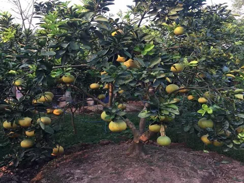 Thu nhập ổn định nhờ trồng bưởi theo chuỗi liên kết