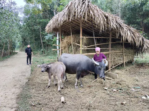 Tuyên Quang: Nông dân Trung Hà (Chiêm Hoá) phòng chống rét cho đàn gia súc