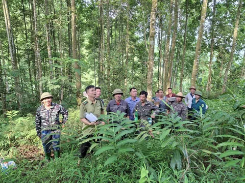 Tuyên Quang: Trạm Kiểm lâm Phúc Thịnh (Chiêm Hóa) bảo vệ rừng trước và sau Tết