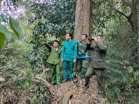 Tuyên Quang: Bảo vệ rừng xuyên Tết ở Na Hang