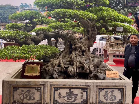 Mừng Đảng, Mừng Xuân Ất Tỵ 2025: Triển lãm Cây cảnh Nghệ thuật Triều Khúc
