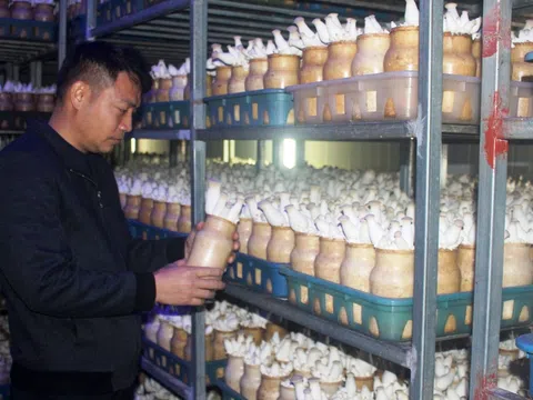 Vĩnh Phúc: Ông chủ thương hiệu Nấm Phùng Gia nuôi mộng đưa sản phẩm xuất khẩu