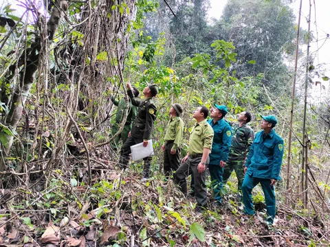 Tuyên Quang: Trạm Kiểm lâm Khu C (Na Hang) quản lý, bảo vệ rừng