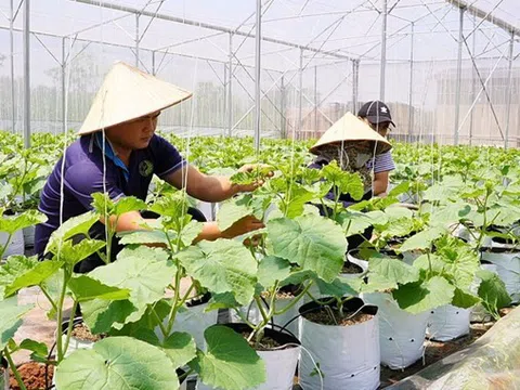 Kieufarm: Tiên phong kiến tạo mô hình nhà màng dưa lưới hiện đại