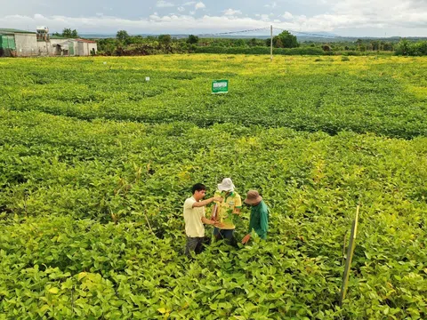 Chuyện người giữ sức khỏe cho đất