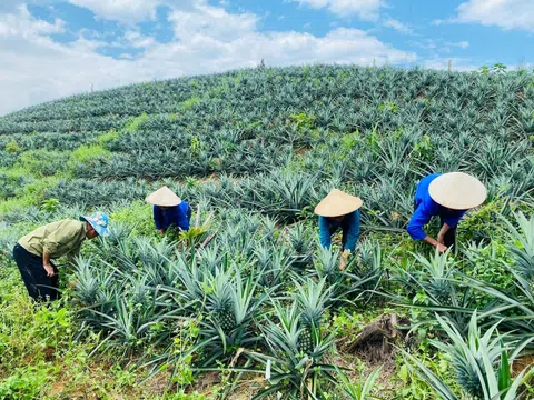 Bài thơ: Nương dứa ngát xanh