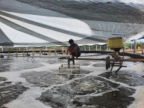 Ứng dụng AI trong nuôi tôm tại Bà Rịa - Vũng Tàu