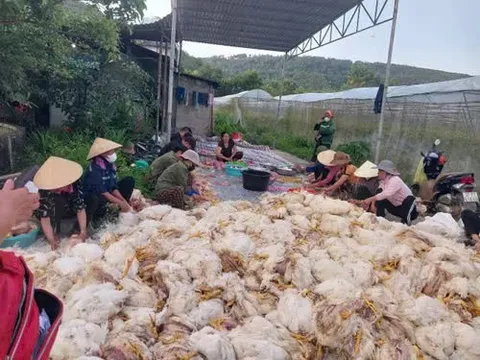 Sự cố 10.000 con gà chết ngạt tại Nghệ An: Bài học về an toàn và phòng ngừa rủi ro