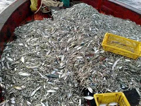 Cà Mau tăng cường các biện pháp ngăn chặn khai thác cá non tự nhiên