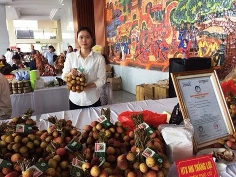 Vải Lai ở Phù Cừ chí sớm – Chuẩn hóa quy trình trồng nâng cao chất lượng và Phát triển bền vững cho nhãn hiệu được bảo hộ sở hữu trí tuệ