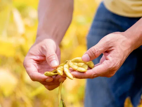 Một hạt đậu có thể “đi” được bao xa?