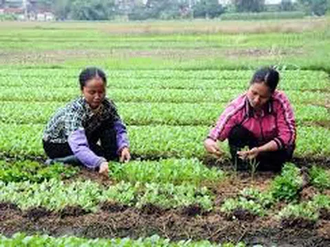 Phú Thọ: Vĩnh Hưng phát triển nông nghiệp bền vững, phấn đấu trở thành xã nông thôn mới hiện đại giai đoạn 2025–2030