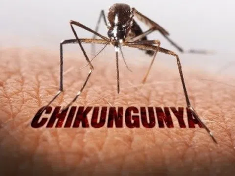 Chikungunya từng lưu hành ở Việt Nam, TP.HCM tăng giám sát phòng dịch