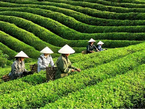 Tại sao chè Việt vẫn mãi "kẹt" ở phân khúc giá rẻ trên thị trường quốc tế?