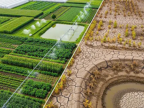 Quản trị rủi ro nông nghiệp: Con đường sống còn cho lợi thế cạnh tranh của Việt Nam