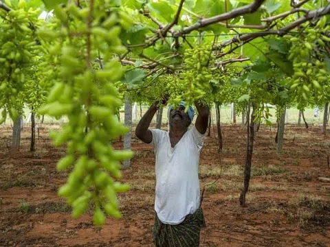Kinh nghiệm quốc tế về phát huy vai trò của nhà nước trong phát triển nông nghiệp sinh thái