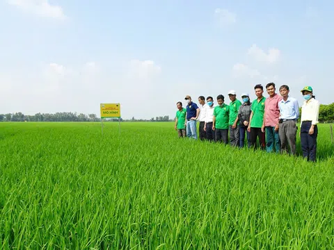 Giải pháp gì để thúc đẩy liên kết sản xuất nông nghiệp, tạo bước ngoặt cho người nông dân?