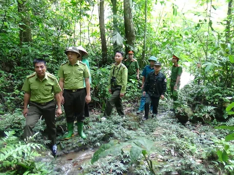 Tuyên Quang: Hạt Kiểm lâm Khu vực V bảo vệ, phát triển rừng