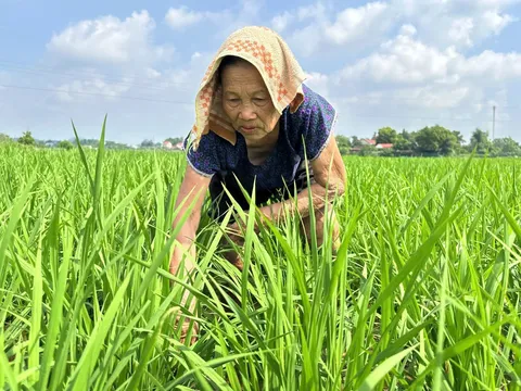Thái Nguyên đối mặt với thời tiết bất thường, nỗ lực bảo vệ vụ lúa mùa