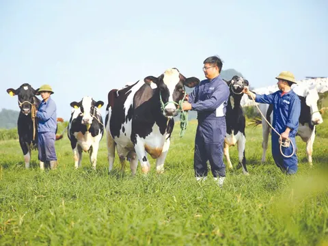 Giải pháp để không tuột mất cơ hội vàng và phát triển bền vững ngành bò sữa