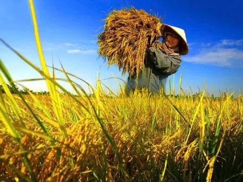 Giải pháp thúc đẩy nông nghiệp phát thải thấp