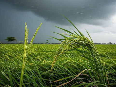 Câu chuyện về cây lúa và gió