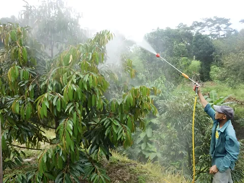 Bí quyết vực dậy vườn sầu riêng bạc màu của lão nông Đắk Lắk