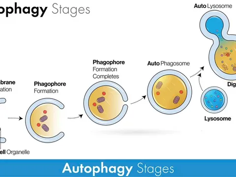 Autophagy: Hành trình từ giải Nobel đến ứng dụng thực tiễn