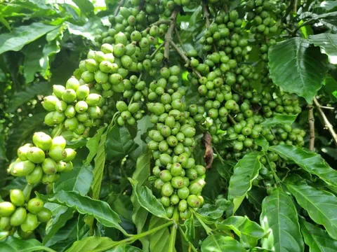 WASI và “cuộc cách mạng” giống cà phê: Nâng tầm hạt cà phê Việt