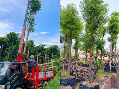 Cây công trình giá trị kinh tế cao: Hướng đầu tư "sinh lời kép" cho các dự án