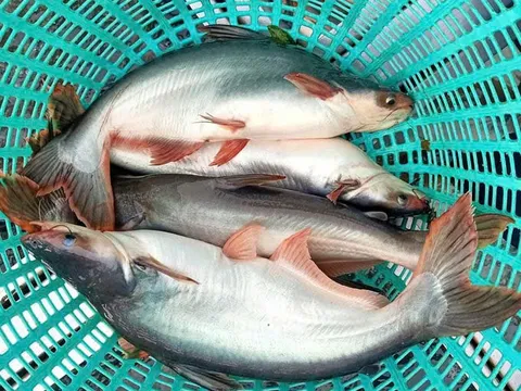 Cá tra Việt Nam trước ngã rẽ cuối năm: Vượt khó để bứt phá