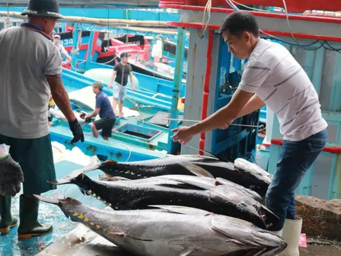 Xuất khẩu cá ngừ: Thủ tướng chỉ đạo tháo gỡ khó khăn, tìm giải pháp tăng tốc