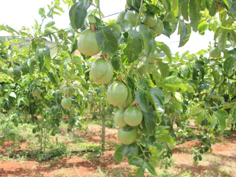 Giải pháp nào để chanh dây Việt Nam vươn xa hơn trên thị trường toàn cầu?