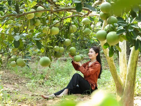 Phú Thọ: Ngành Nông nghiệp và Môi trường vượt khó, bứt phá – khẳng định vai trò trụ cột trong phát triển kinh tế (Bài 1)