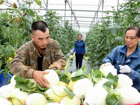 Phú Thọ: Ngành Nông nghiệp và Môi trường khẳng định vai trò trụ cột trong phát triển bền vững ( Bài 4)