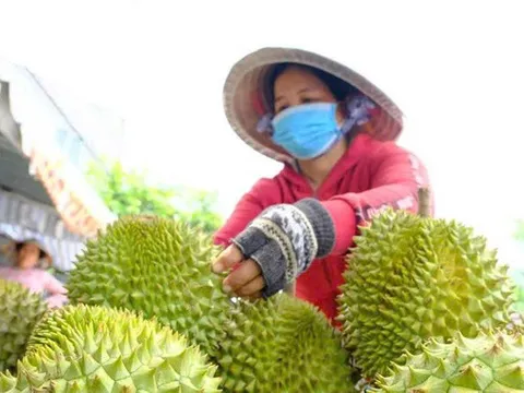 579 mã số vùng trồng: Thách thức lớn về đầu ra và giải pháp từ sầu riêng đông lạnh