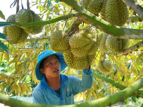 Xuất khẩu nông sản bứt tốc 9 tháng: Bài toán giá trị và giải pháp bền vững