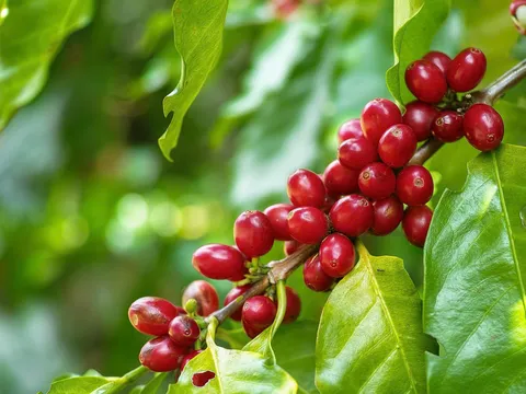 Kim ngạch kỷ lục, cà phê Việt Nam "chốt" gần 7 tỷ USD trong 9 tháng