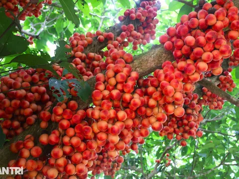 Dâu đất Đà Nẵng: Từ cây dại thành đặc sản du lịch