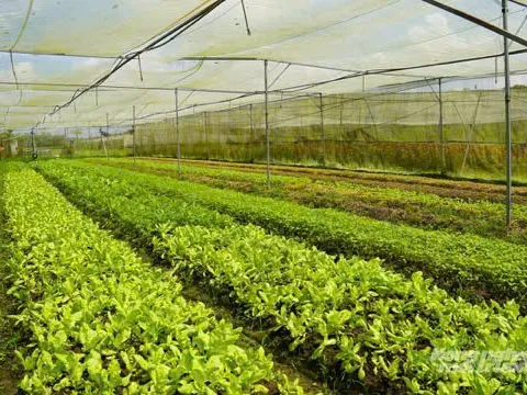 Giải pháp cốt lõi: Lấy "đất làm gốc" và "giá trị" làm mục tiêu