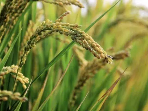 Nghịch lý giá gạo Bangladesh Tồn kho kỷ lục và thuế nhập khẩu gần 0% nhưng người dân vẫn chịu thiệt