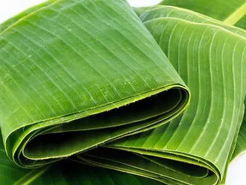 Lá cây Việt Nam: Giải pháp vàng đưa phụ phẩm nông nghiệp vượt mốc 9 triệu đô