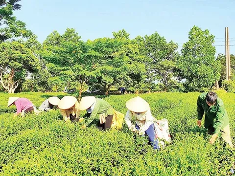 Quảng Ninh: Giải pháp chuyển đổi xanh, nâng tầm nông nghiệp sinh thái