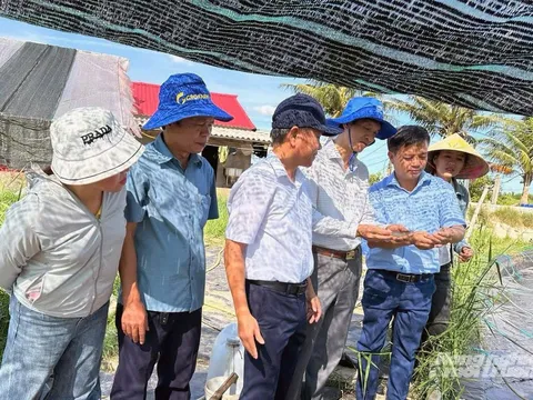 Mô hình hai giai đoạn: Giải pháp đột phá cho nghề nuôi tôm vùng ven sông