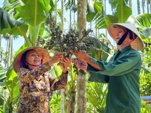Từ cây bóng mát sân vườn đến "mỏ vàng" xóa đói giảm nghèo tại xứ Nghệ