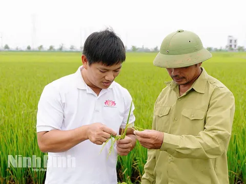 Khoa học trẻ thay đổi đồng ruộng: Giải pháp công nghệ giúp nông dân tiết kiệm hàng nghìn tỷ đồng