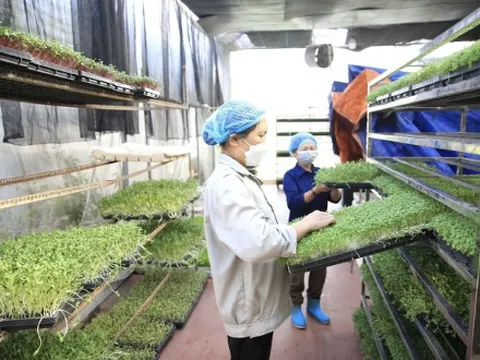 Vùng chuyên canh lúa trọng điểm của Hà Nội: Phát triển sản phẩm OCOP