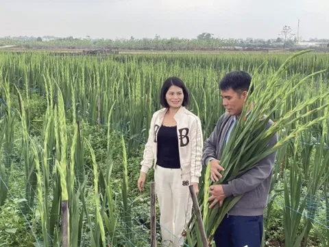 Hà Nội xây dựng nông thôn mới Gia Lâm: Định hướng về một đô thị văn minh, hiện đại